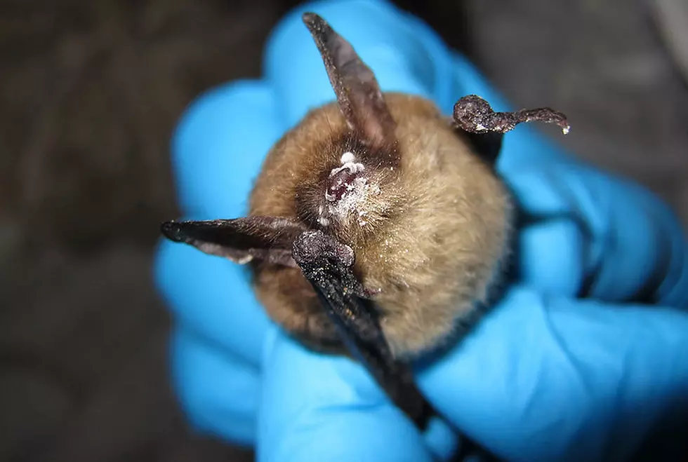 Montana Bat Dies From White-Nose Syndrome