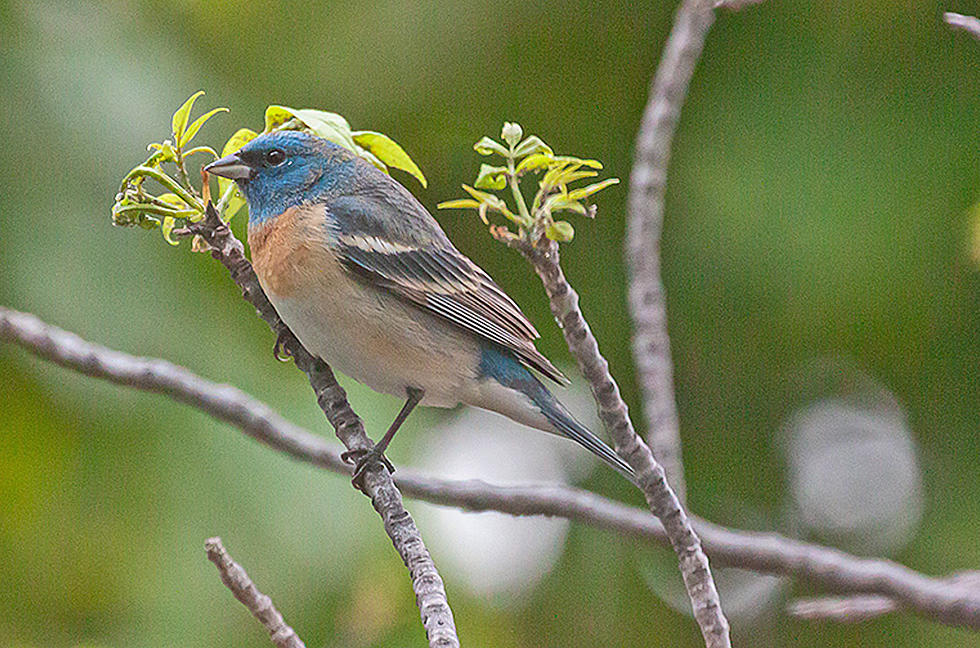 Rain Or Not &#8211; Birds Flock to Bitterroot