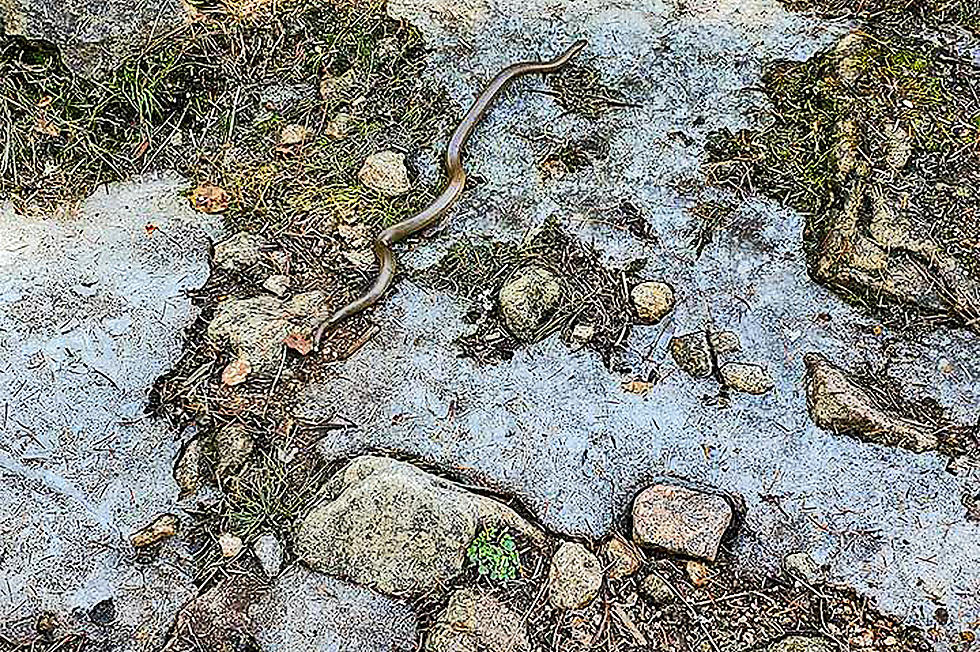 Rubber Chicken? No, Rubber Boa on Bitterroot Outdoor Journal