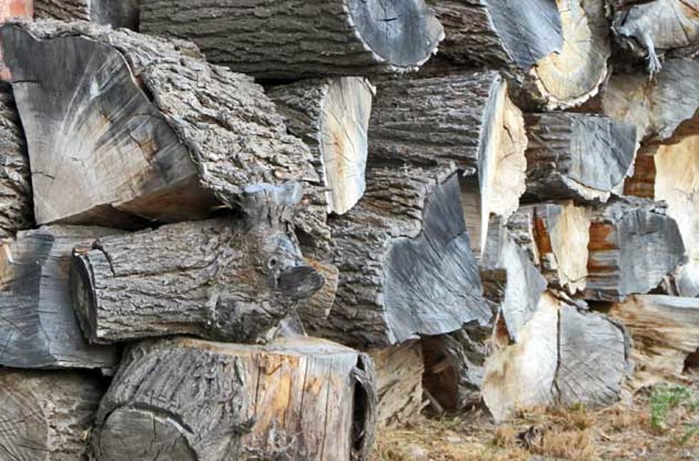 Bitterroot Forest Opens Firewood Cutting Areas