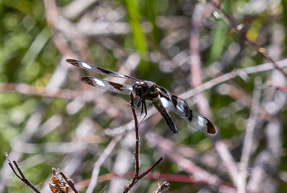 12-Spotted Skimmer Rules the Sky…Maybe Just The Low Ground