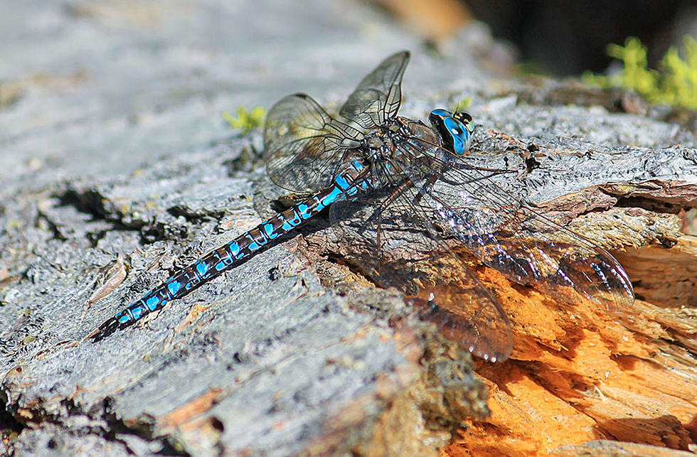 Blue Darner Dragonflies Are Busy in Montana