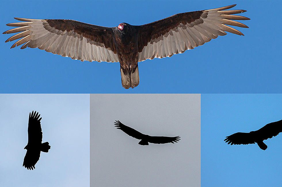 Turkey Vultures Ride High on Hot Air