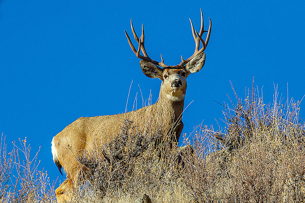 Devastating Disease Sampled in Montana Deer