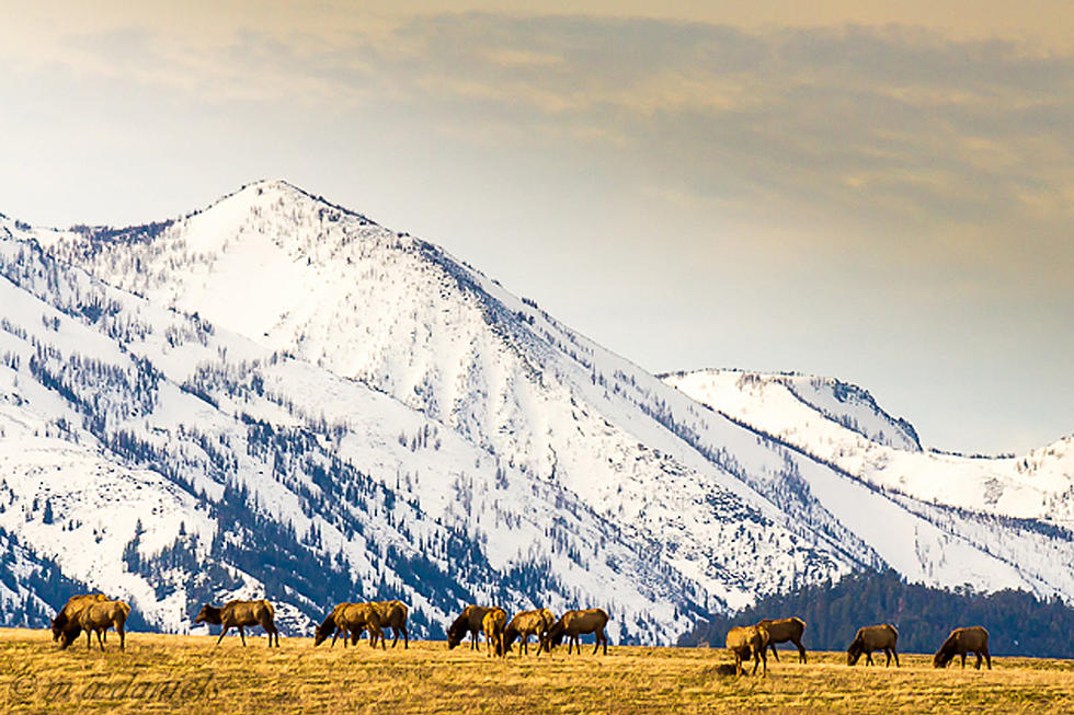 Hunting Camps See Less Success in Western Montana