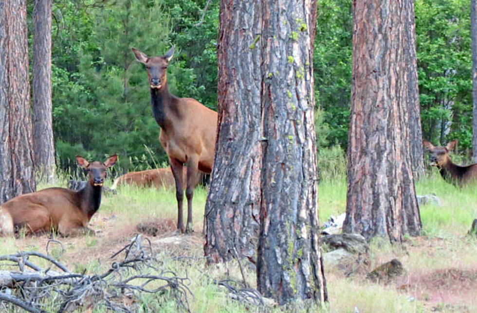 Two Elk and One Deer Needlessly Poached in Bitterroot