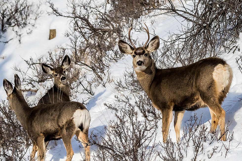 Fatal CWD Disease in a Montana Deer Recently