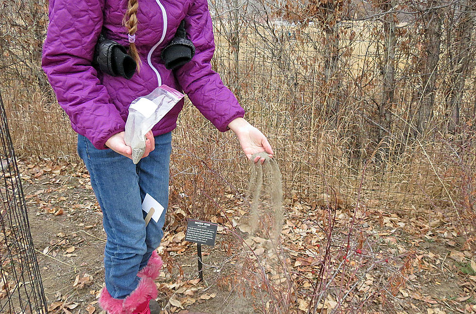 Cold Weather – Perfect Time for Wildflower Planting