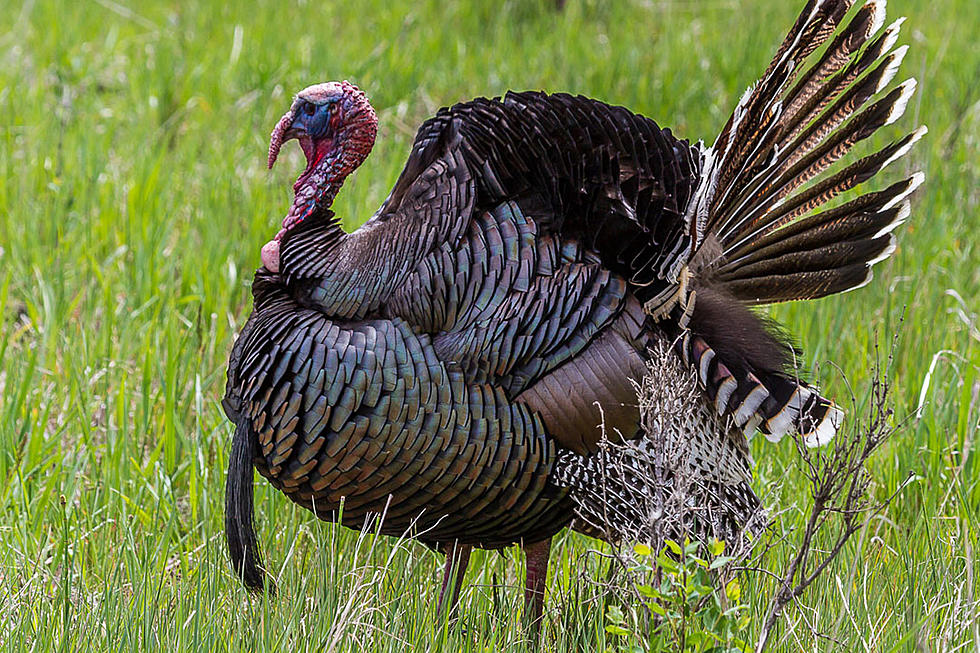 Talkin&#8217; Turkey on Bitterroot Outdoor Journal