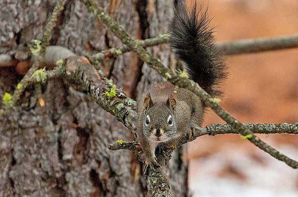 Squirrels Are Talking at You – Bitterroot Outdoor Journal
