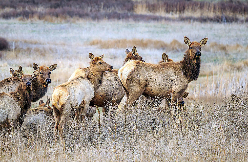 Crazy Problem – Too Many Elk in Montana