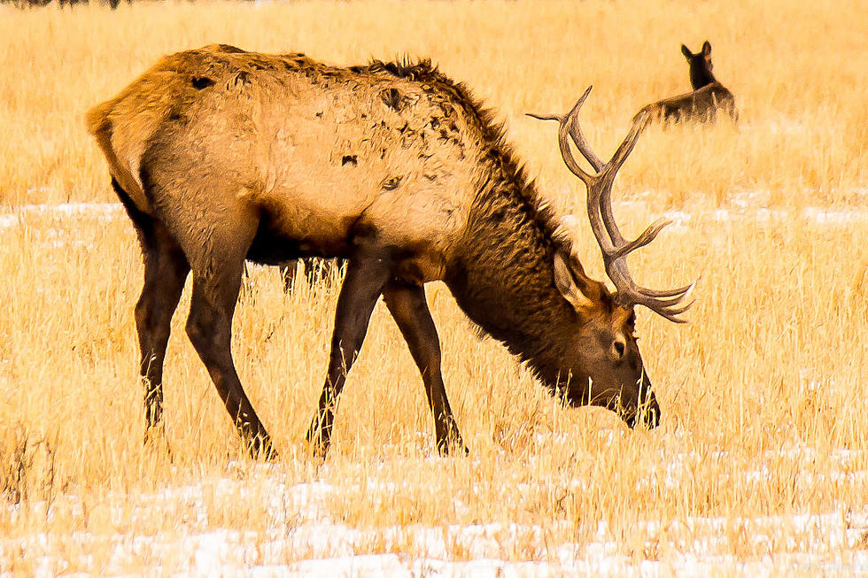Improved Access to Big Hole Elk Winter Range