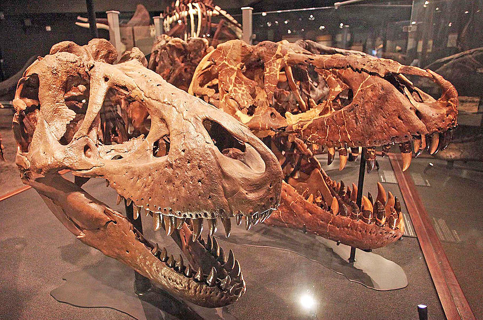 Unearthing Dinosaurs In Special Day at Museum of the Rockies
