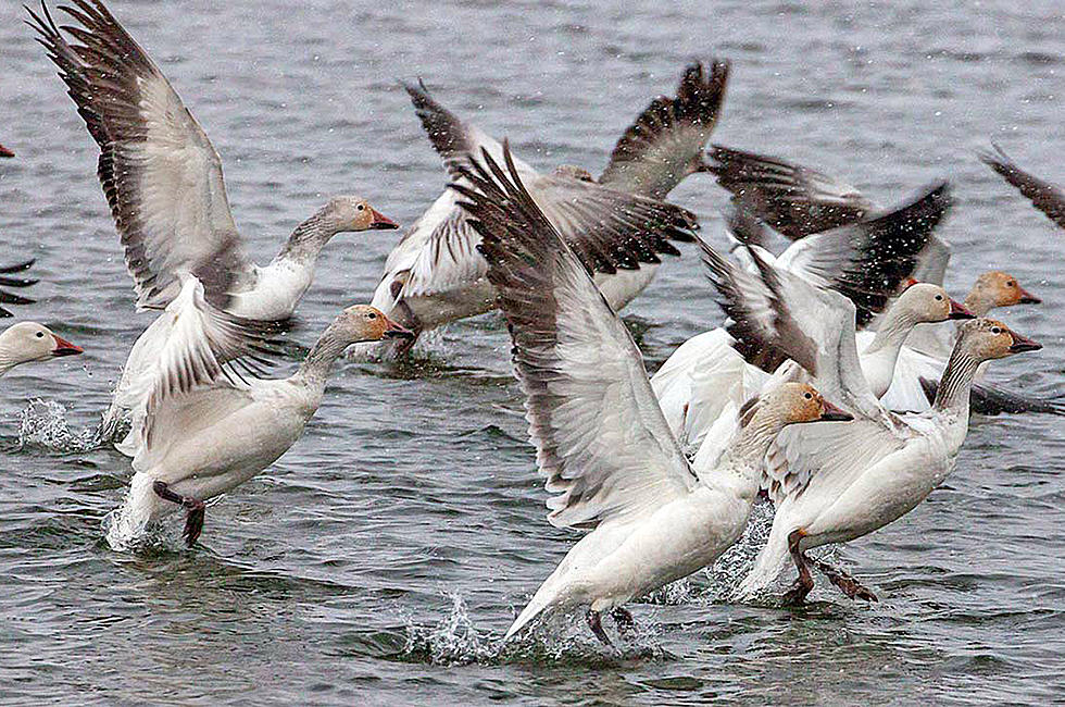 Huge Bird Migrations Happening Now in Montana