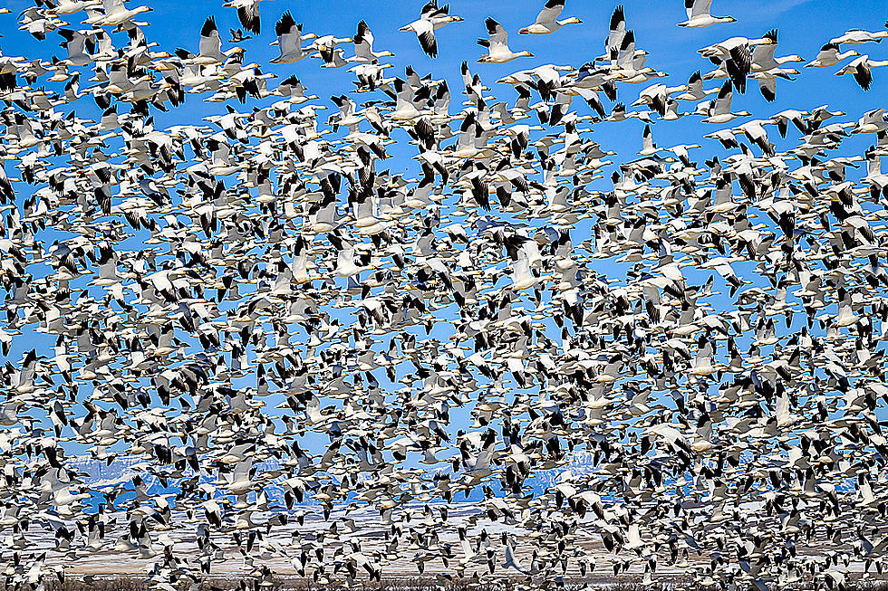 Epic Geese Spectacle Underway at Freezout Lake