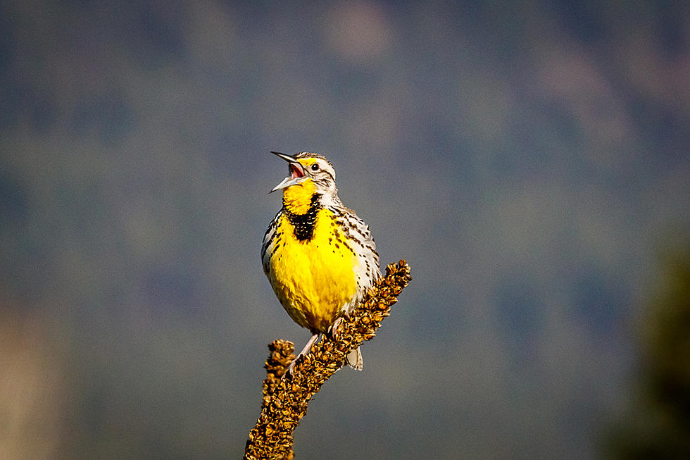 Beloved Meadowlark Will Announce Spring in Western Montana