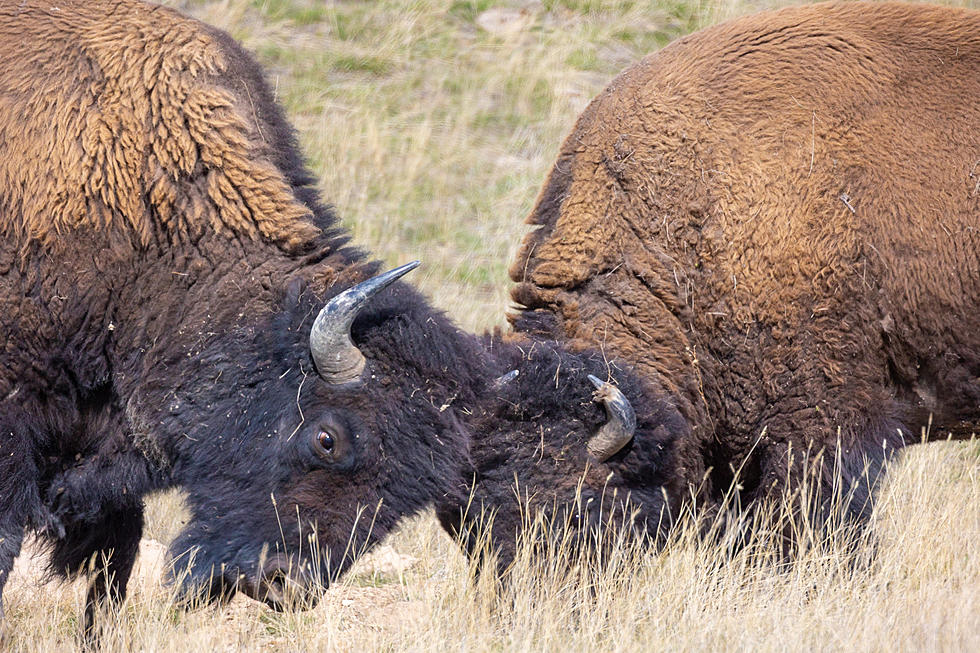 New Film Shows Bison Returning Home in Montana