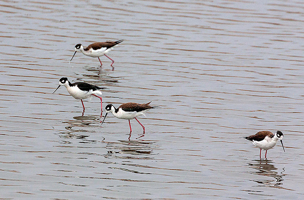 Shorebirds Visit Bitterroot Valley, Wildflowers Are Sprouting