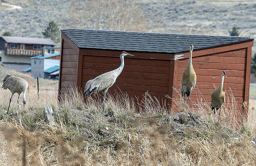 Metcalf Wildlife Refuge Has Sandhill Cranes