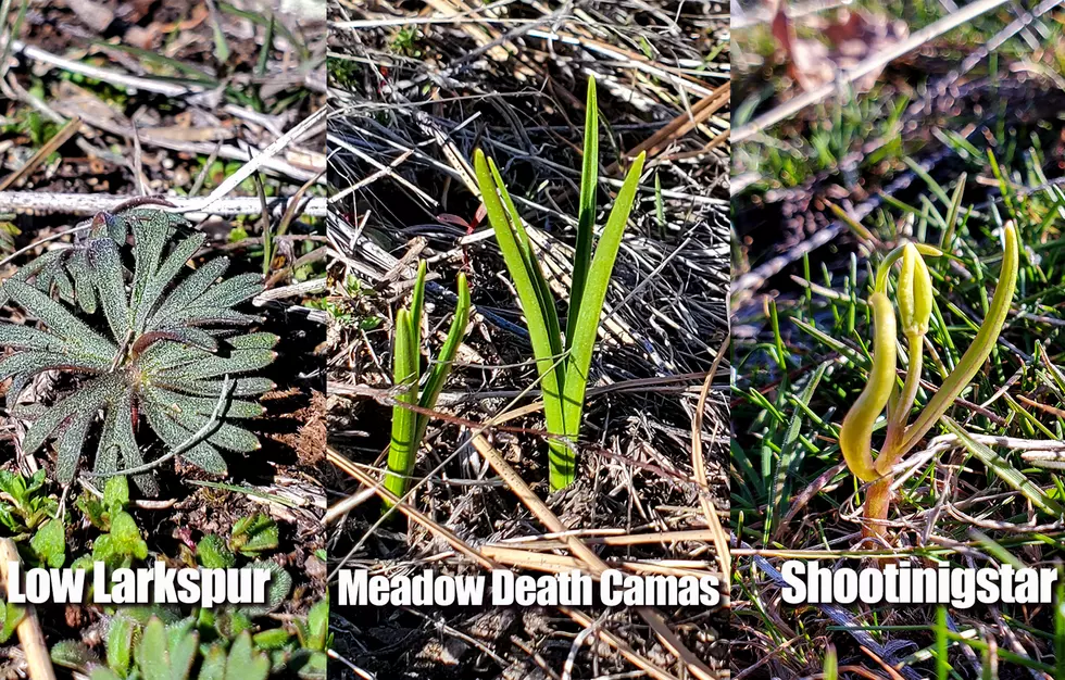 spring wildflower leaves