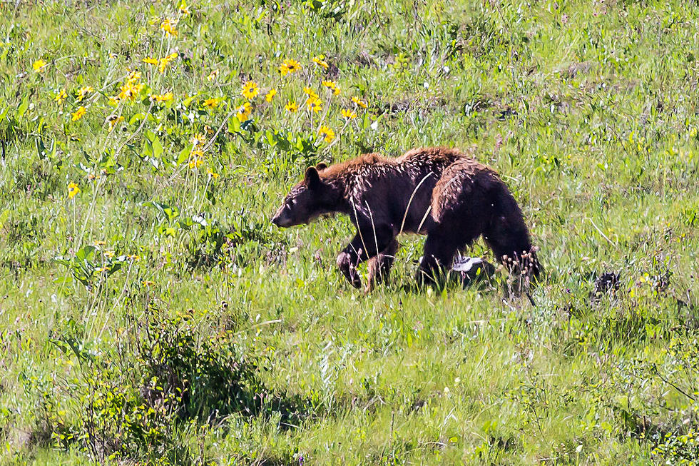 More Bears in Montana Requires More Caution