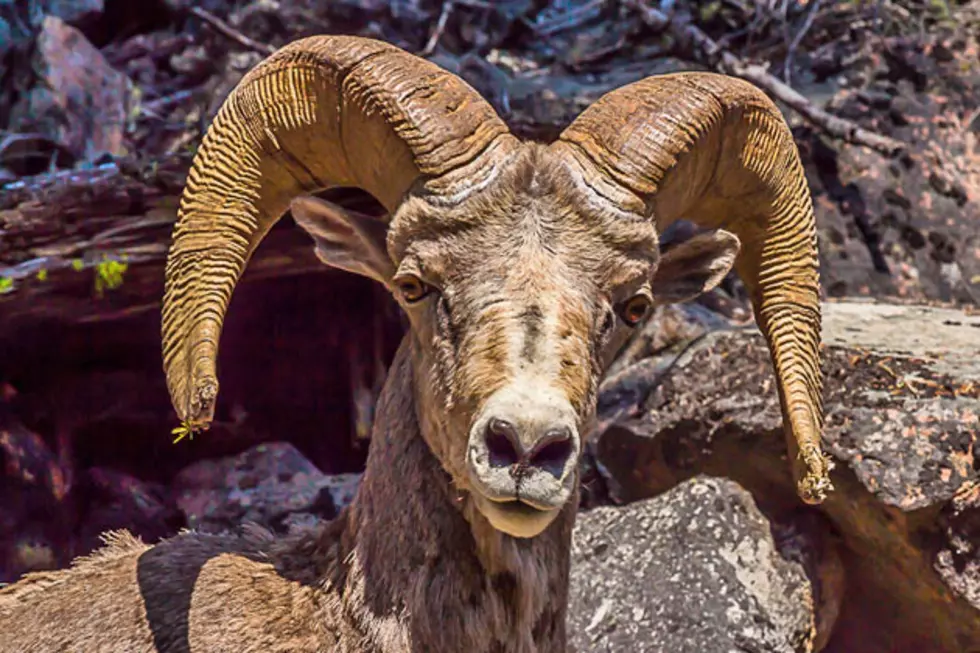 Disease Spreads in Bighorn Sheep in Little Belt Mountains