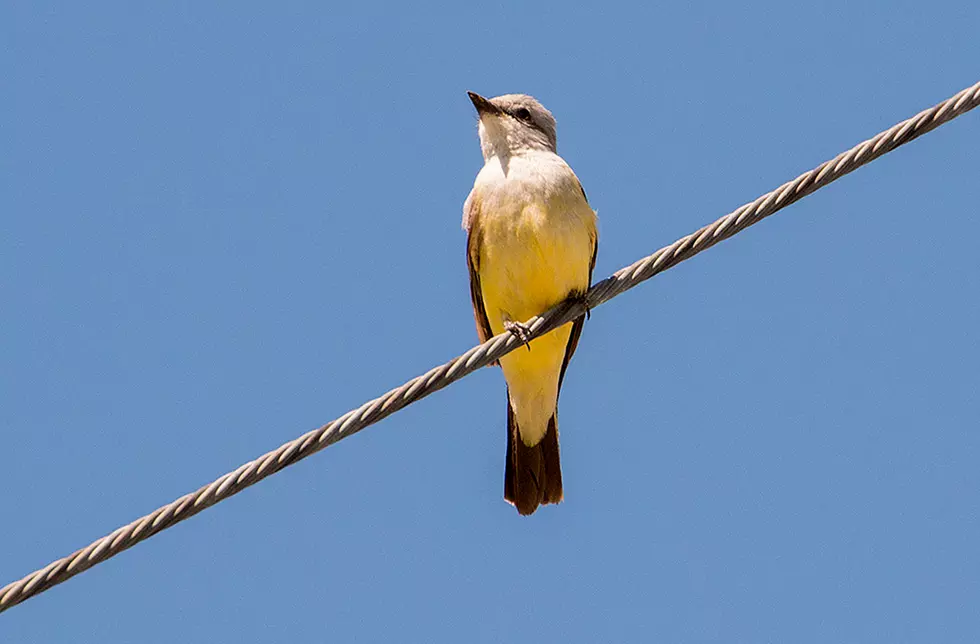 Bitterroot Outdoor Journal - Feisty Kingbird 