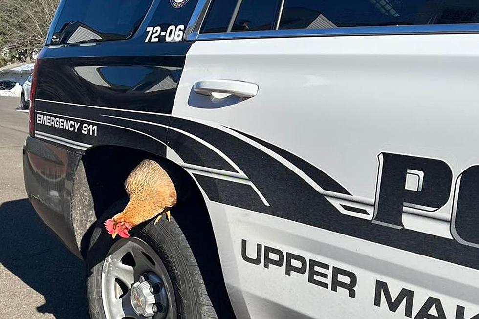 Cops and mailman join wild chicken chase in Pennsylvania neighborhood