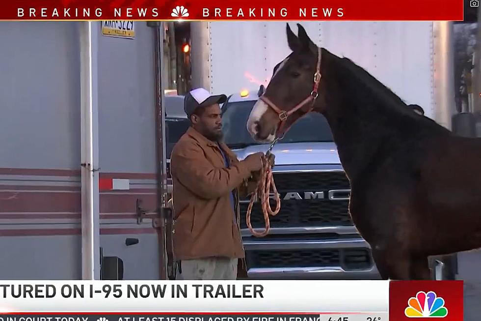 Video shows horse galloping free on Philadelphia highway