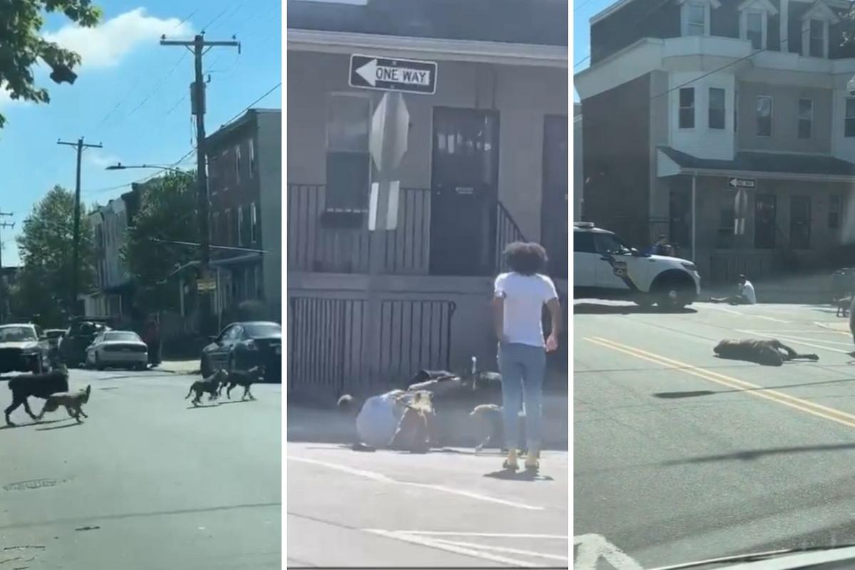 Cop fatally fires at dog mauling man on Philadelphia street