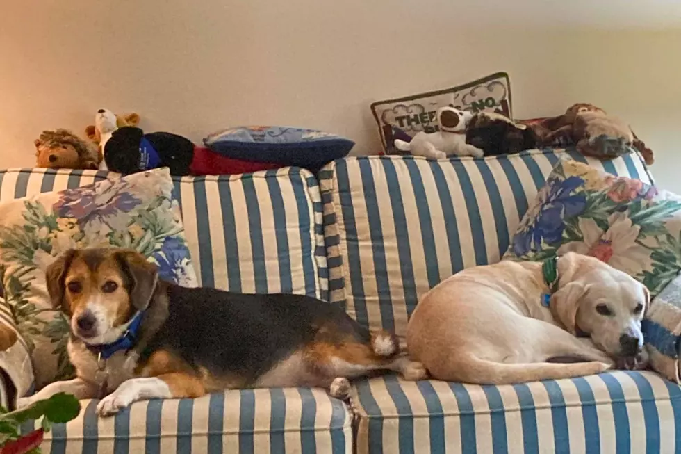 George Ash's dogs Blake and Shyla.