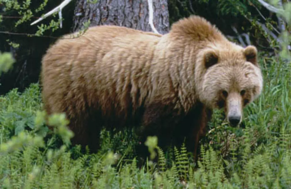 Search on for Montana Grizzly That Killed 70 Sheep