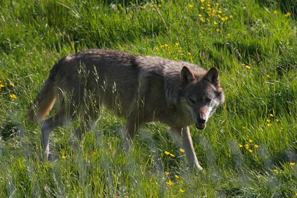 Montana Wolf Hunt