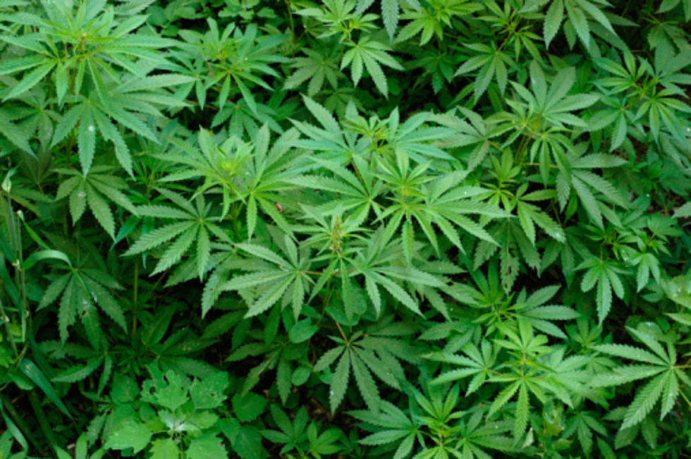 County Attorney Charges Couple in Pot Operation
