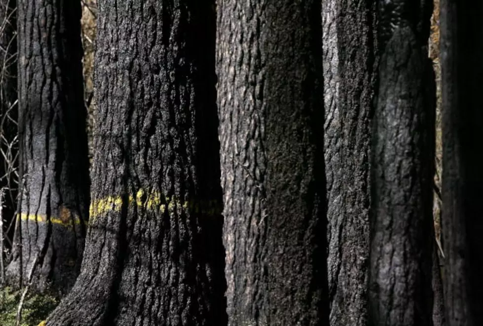 Logging On Sweeney Creek [AUDIO]