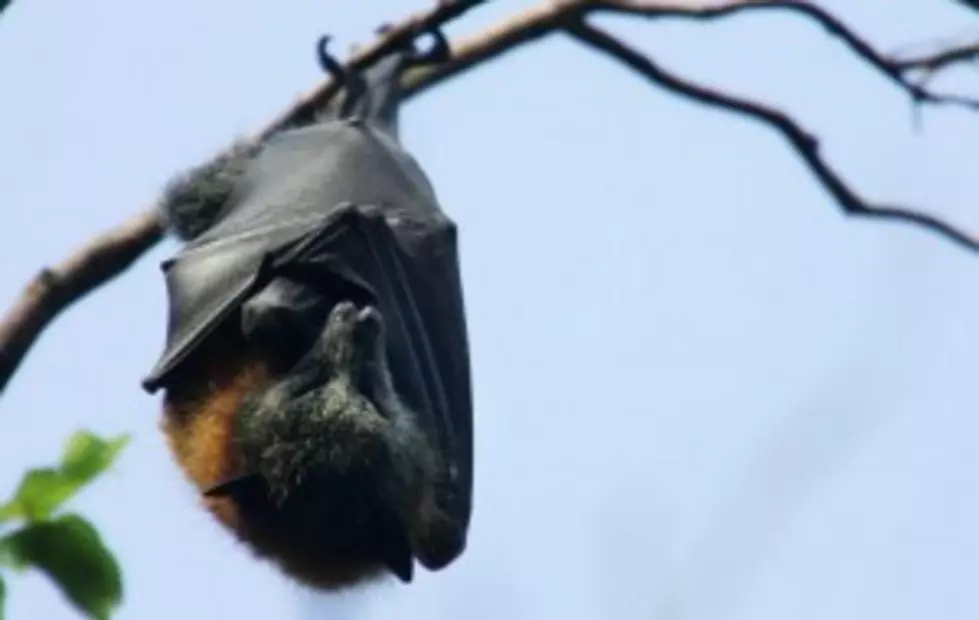Wildlife Group Sues for Bat-Disease Documents