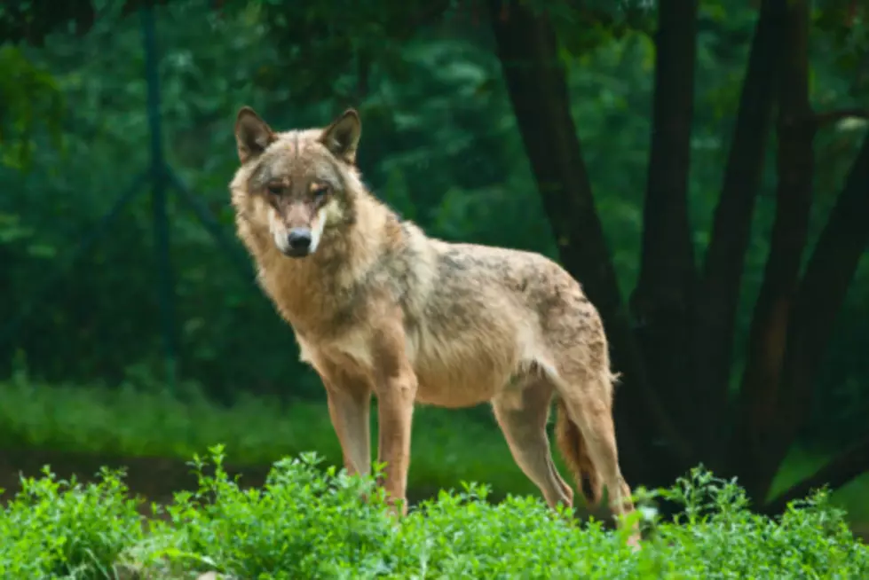 Wolf Hunting Meeting This Week in Helena [AUDIO]