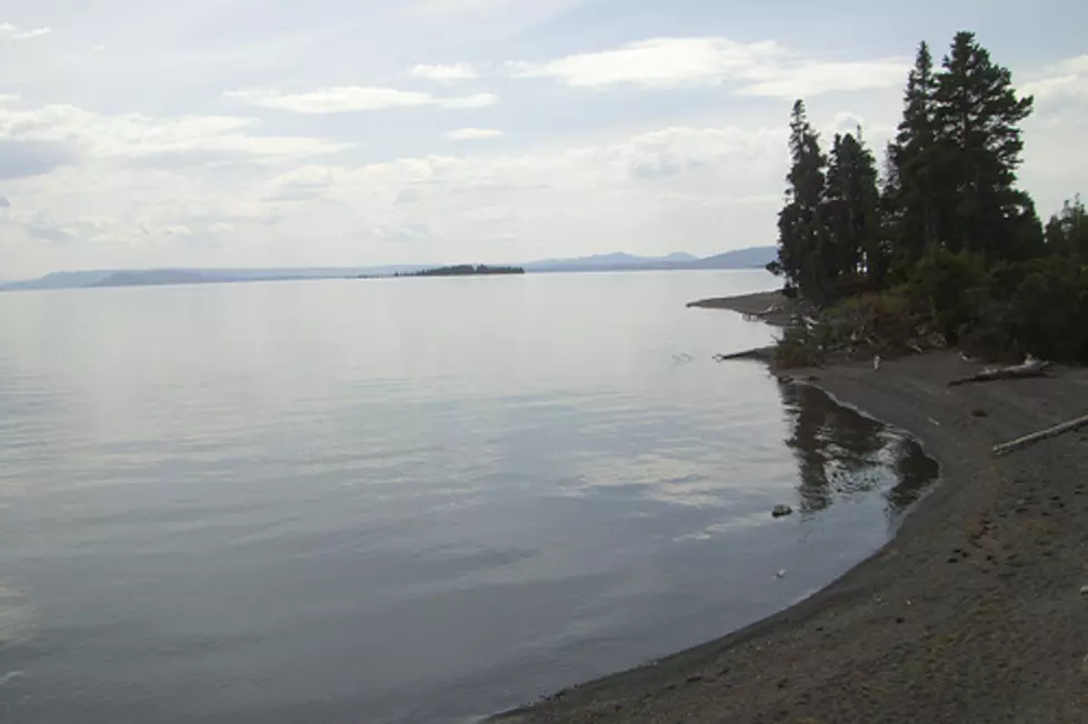 Yellowstone Workers Kill Over 1 Million Fish, Toss Them Back in Lake