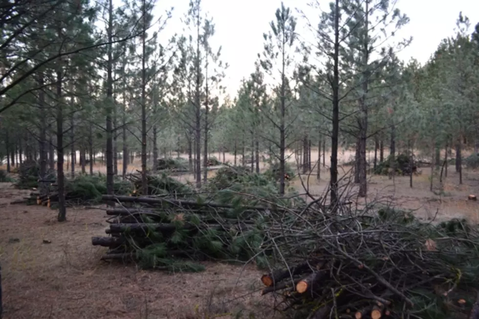 Bitterroot National Forest Seeks Public Comment on the Darby Lumber Lands Project