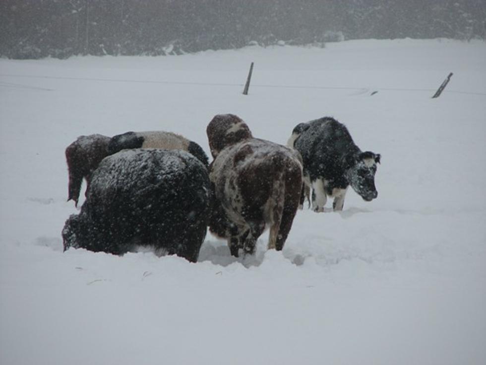 Montana Ag Officials Worry Winter Storm May Lead to Starving Cattle