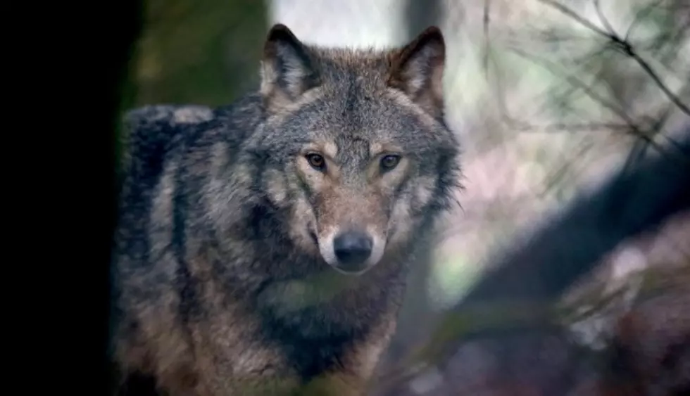 Hearings to Be Held on Wolf Conservation Stamp