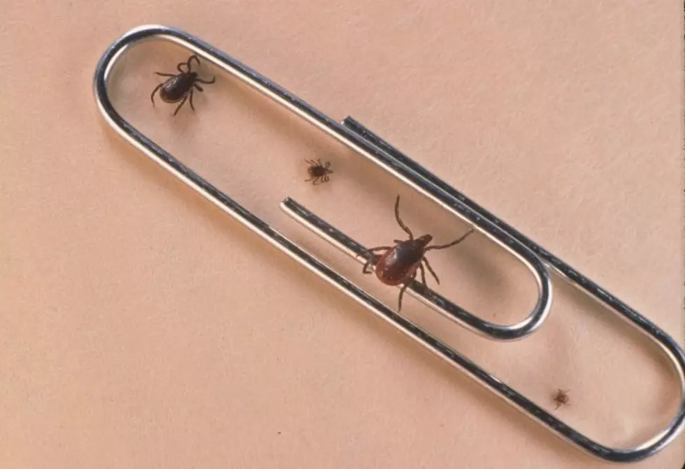 Tick Season Warning Issued by Montana DPHHS