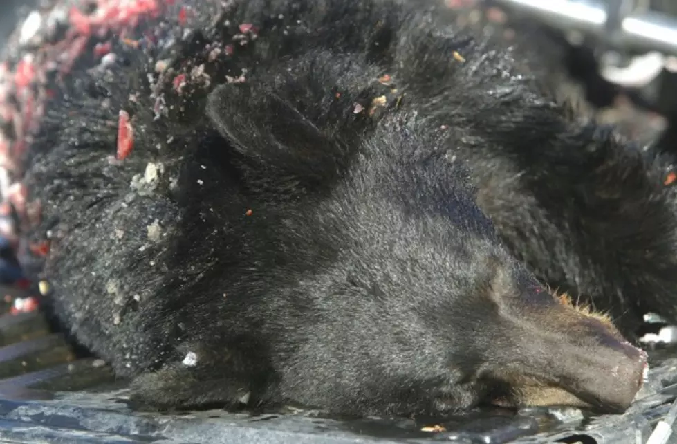 Three Ravalli Men Charged with Baiting and Killing Black Bears for Trophies