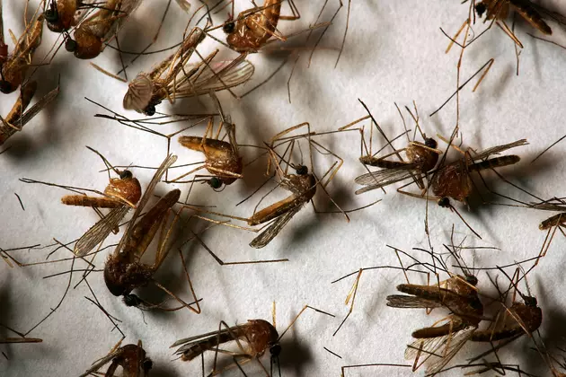 Montana Resident Dies Due To West Nile Virus Complications