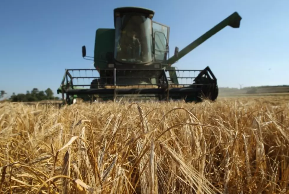 11 Latin America Brewing Companies to Consider Buying Montana Barley