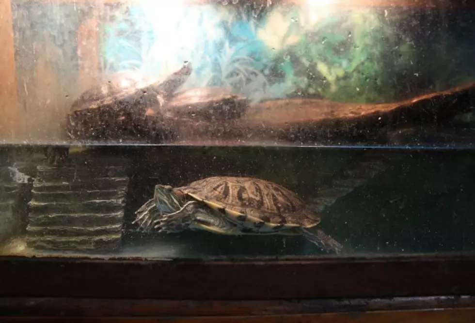 Montana Authorities Recommend Shipping Turtles to Texas, Ban Sale of Red-Eared Sliders