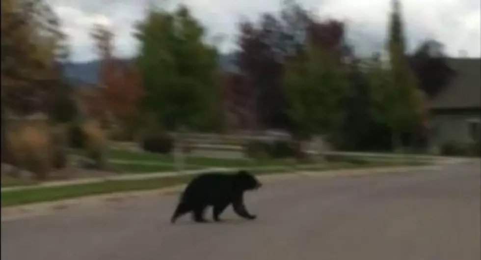 Black Bear Activity in Missoula Triggers Investigation