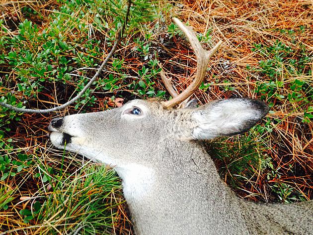 Local Wardens Issued Violations, Warnings During Opening Weekend Hunt