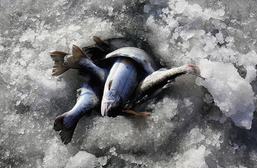 Montana FWP Asks Anglers for Oil Spill Fish, Warns Against Consumption
