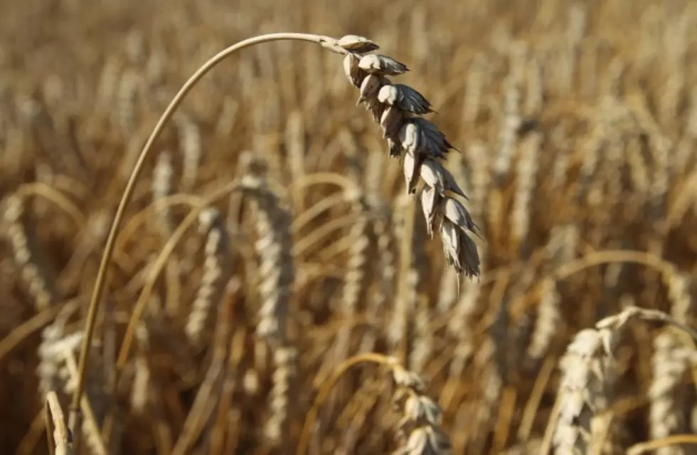 No Forecast For Montana Drought, Despite Warm Weather